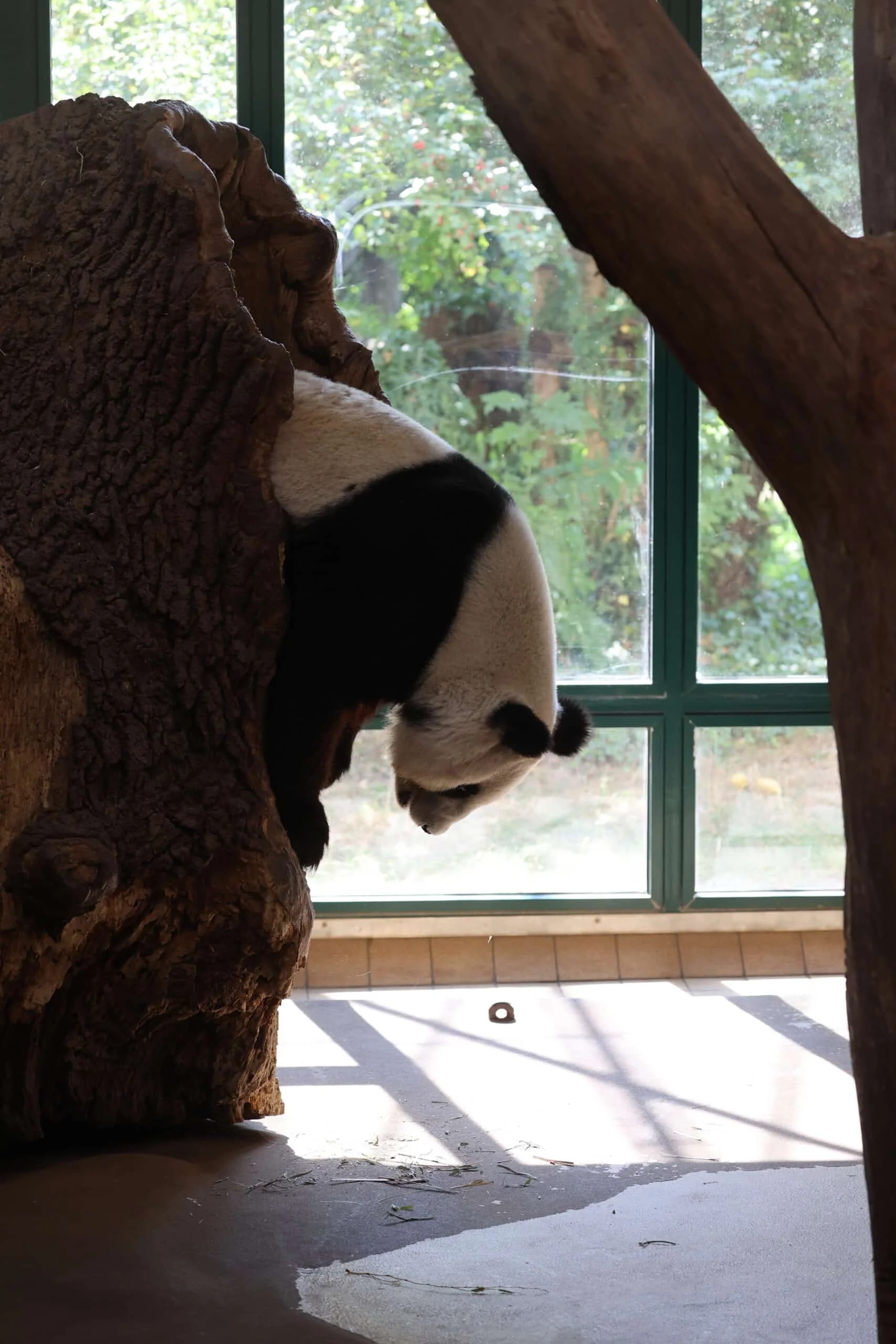 Tiergarten Schönbrunn
