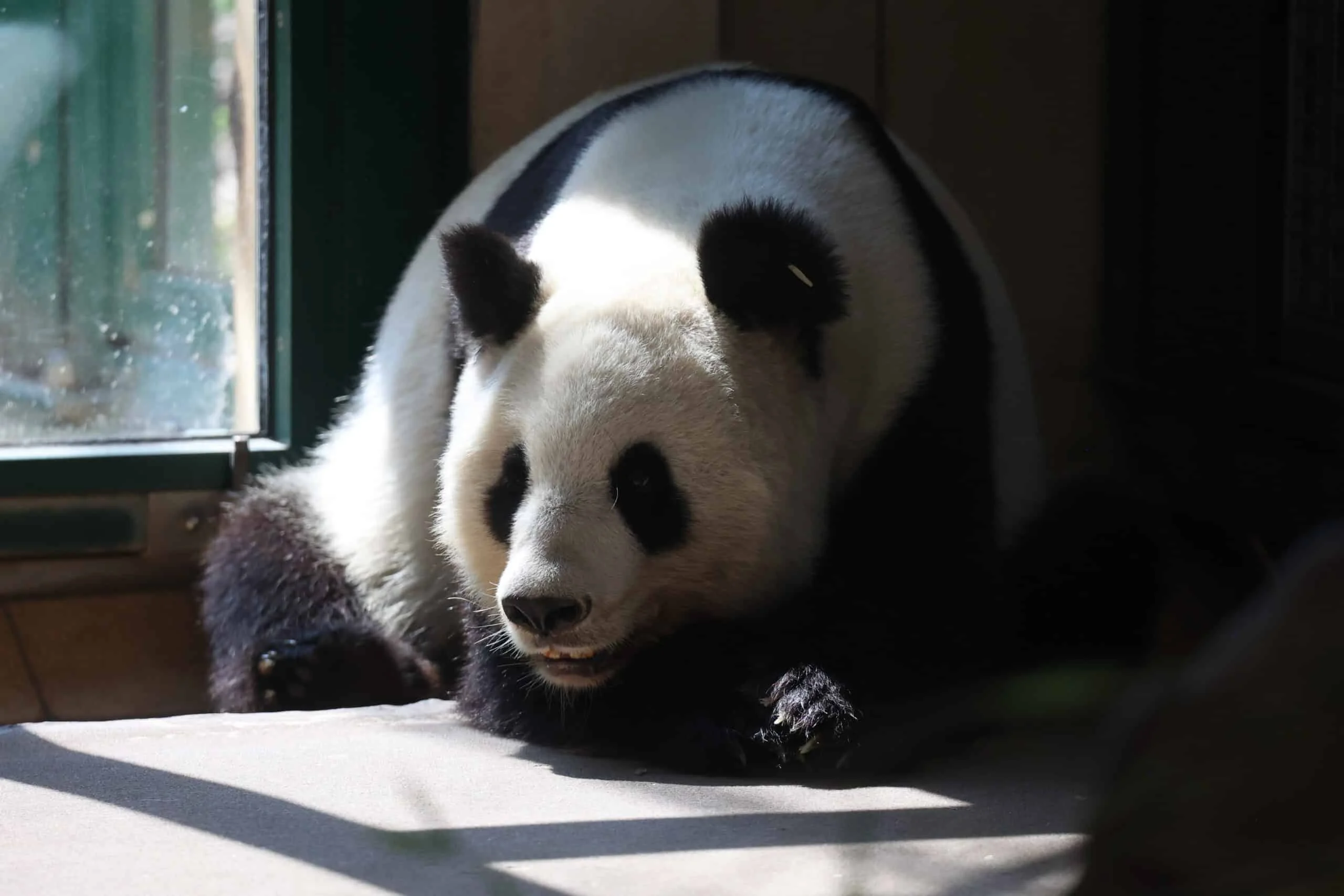 Tiergarten Schönbrunn