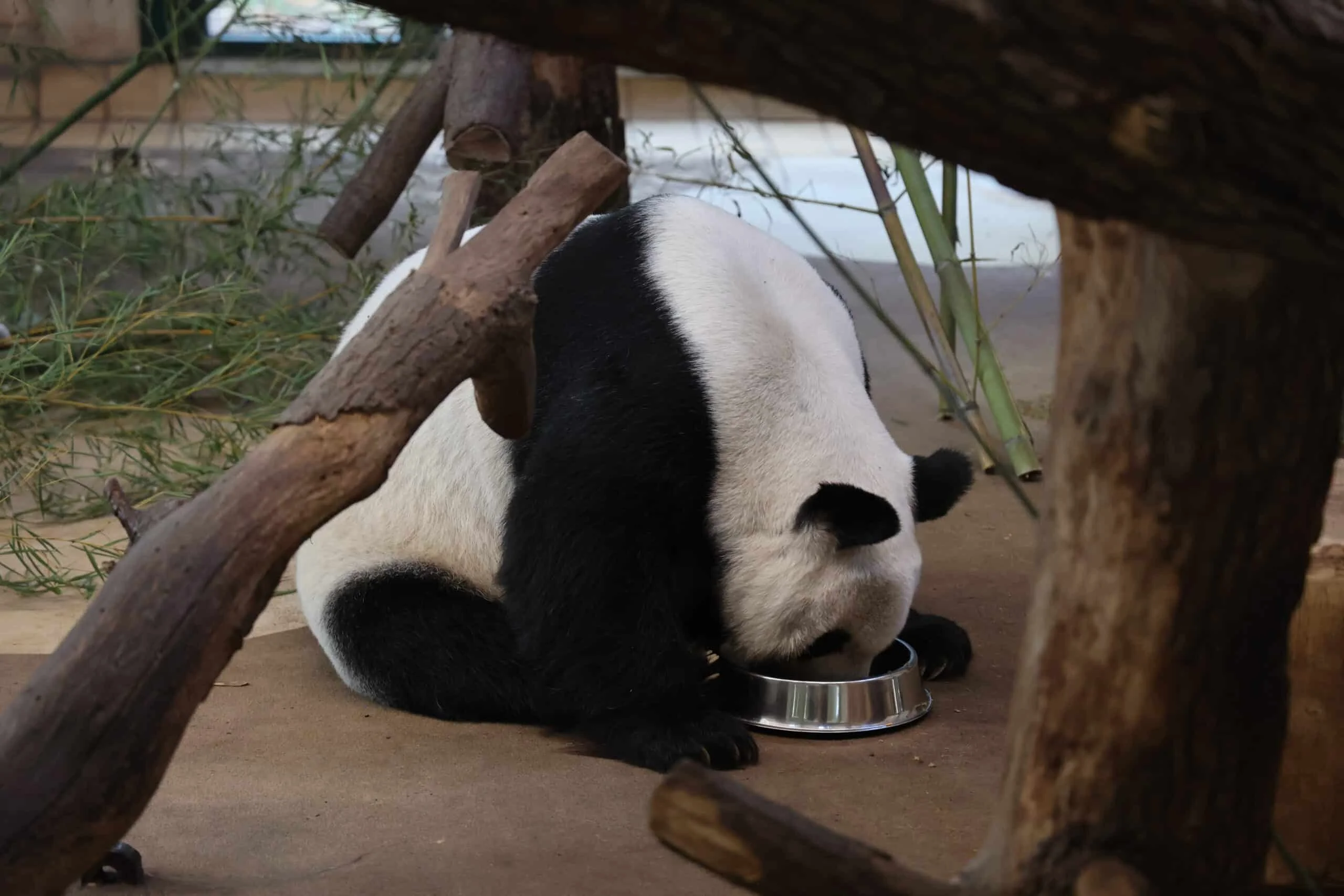Tiergarten Schönbrunn