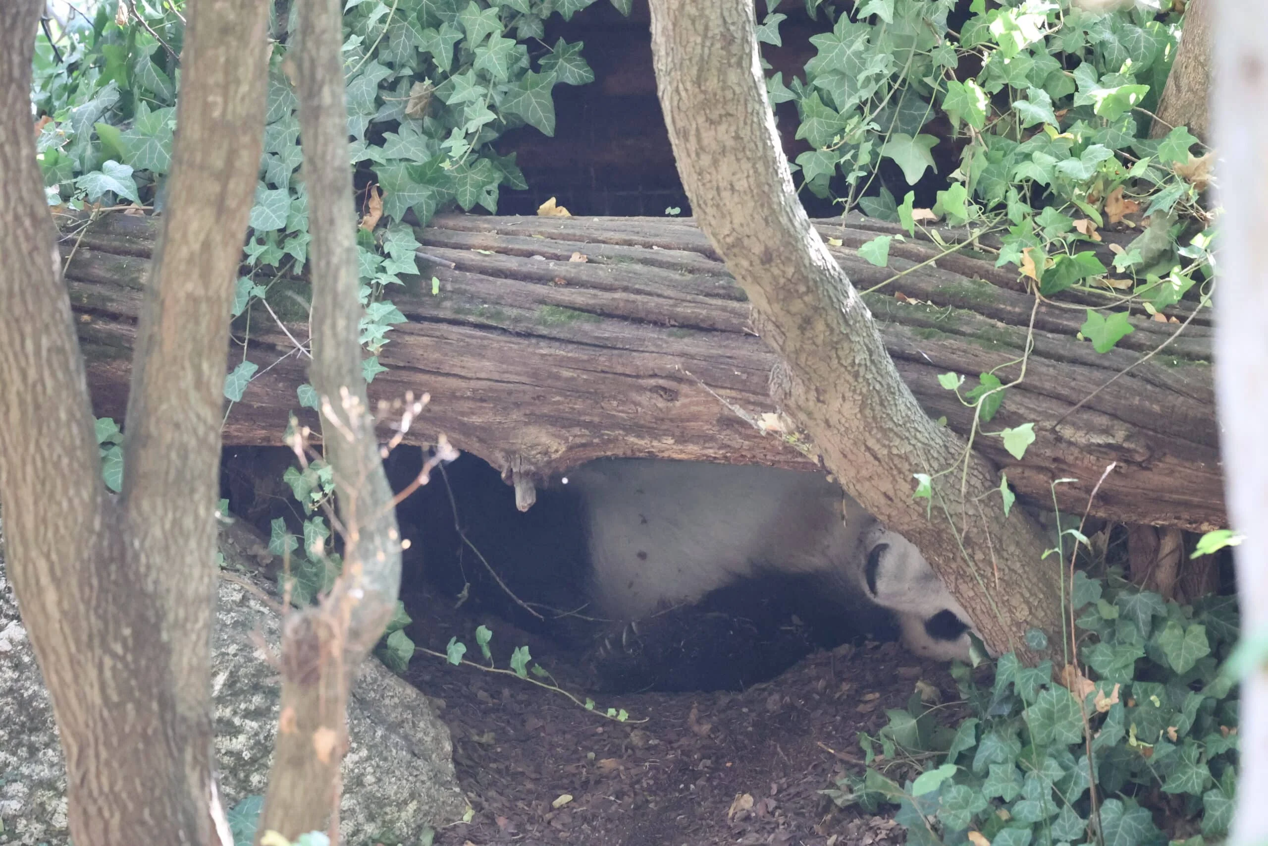 Tiergarten Schönbrunn