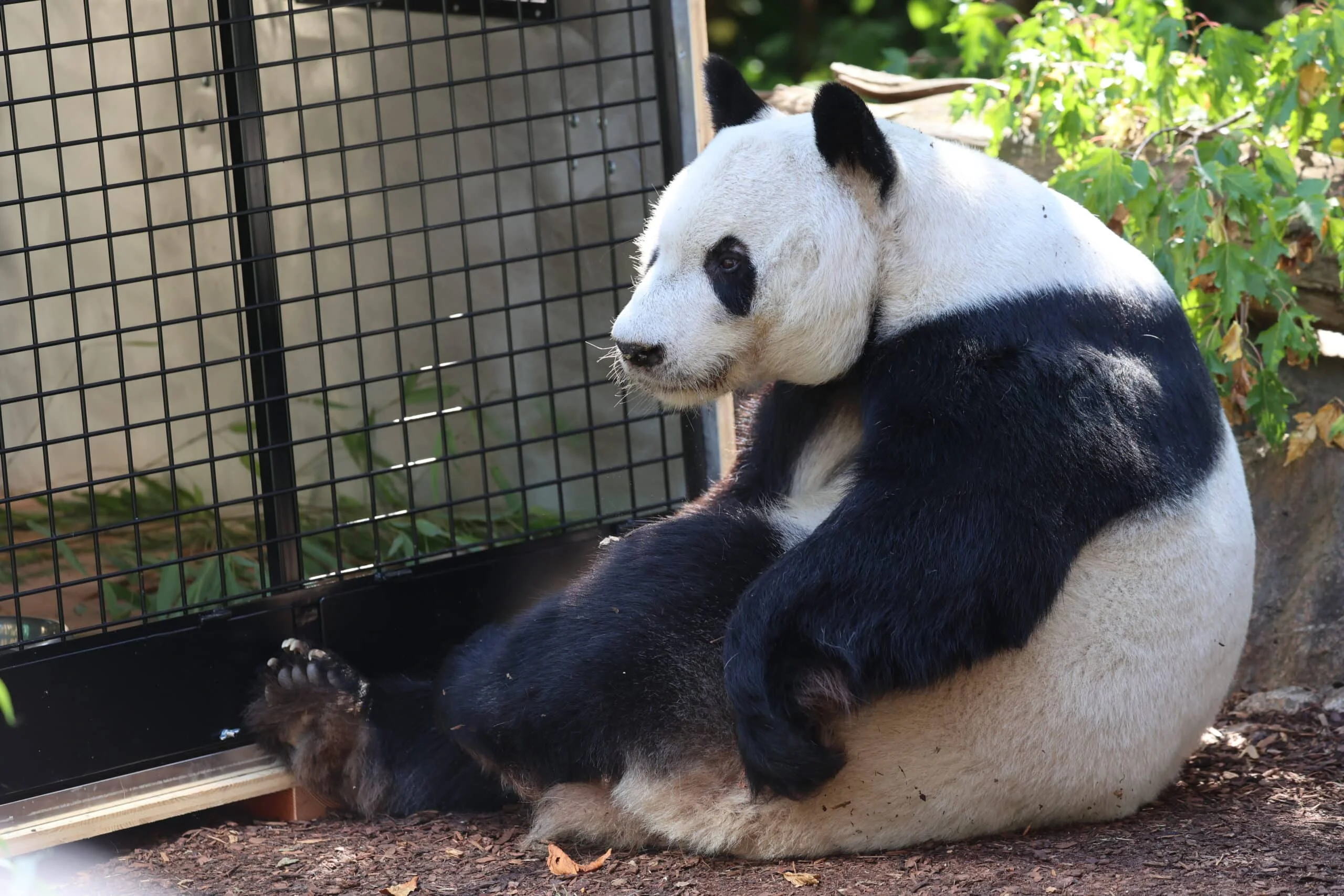 Tiergarten Schönbrunn