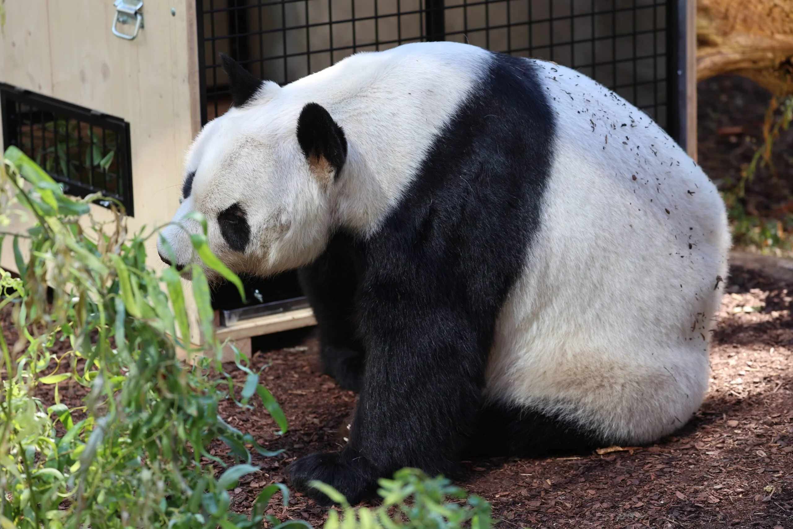 Tiergarten Schönbrunn