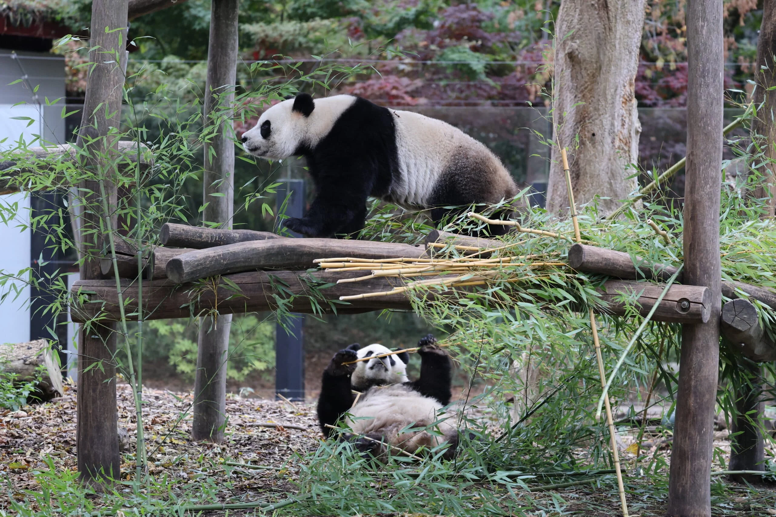 Pairi Daiza