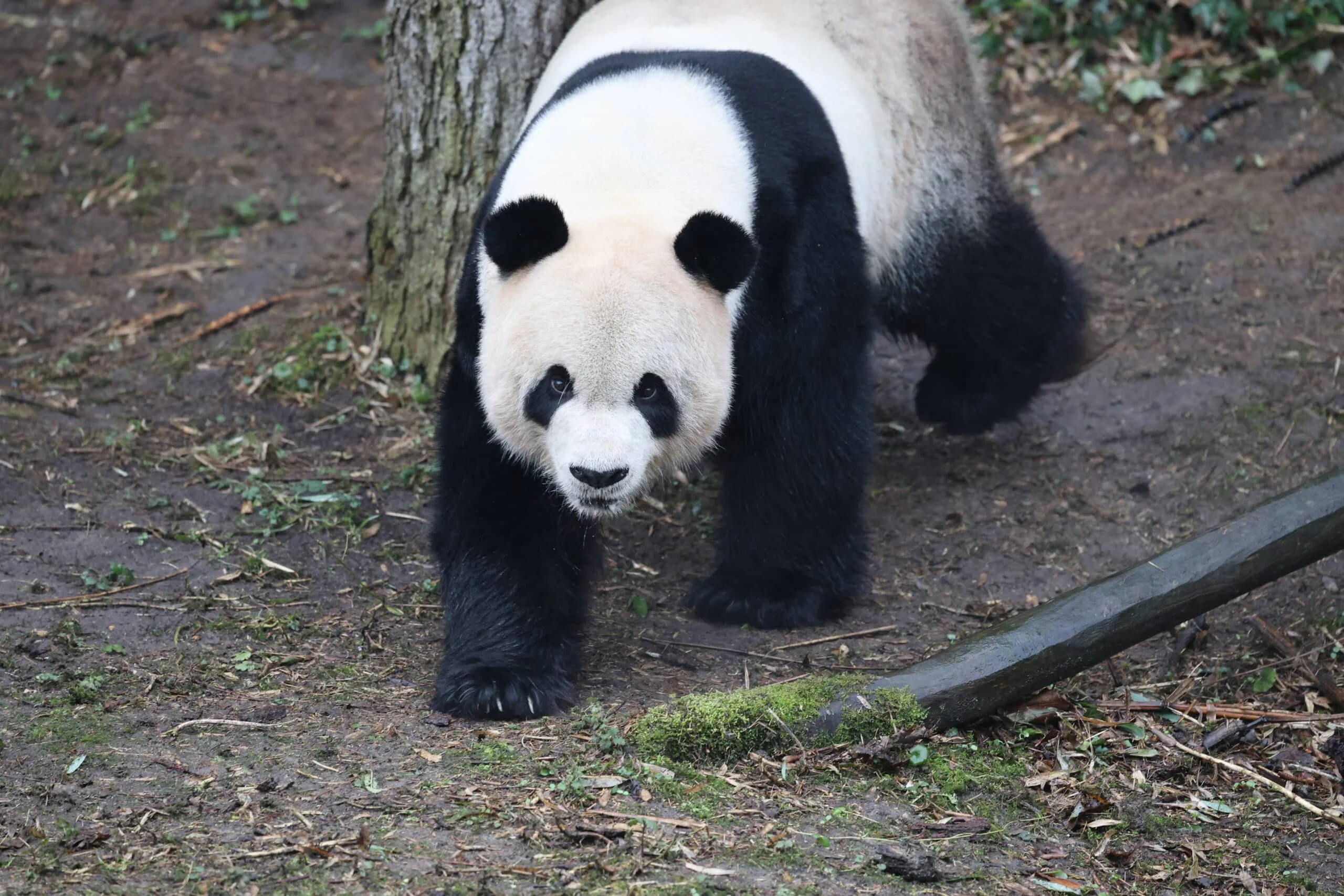 Pairi Daiza