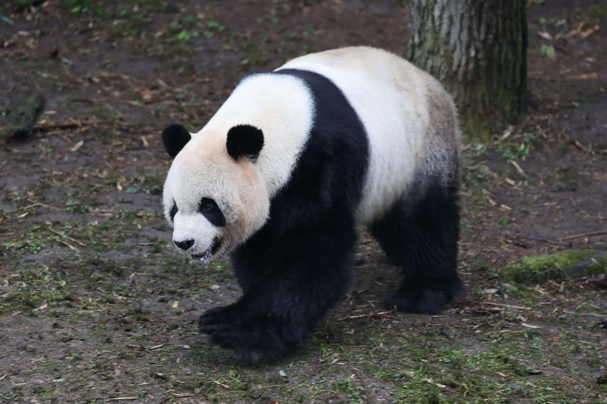 Pairi Daiza