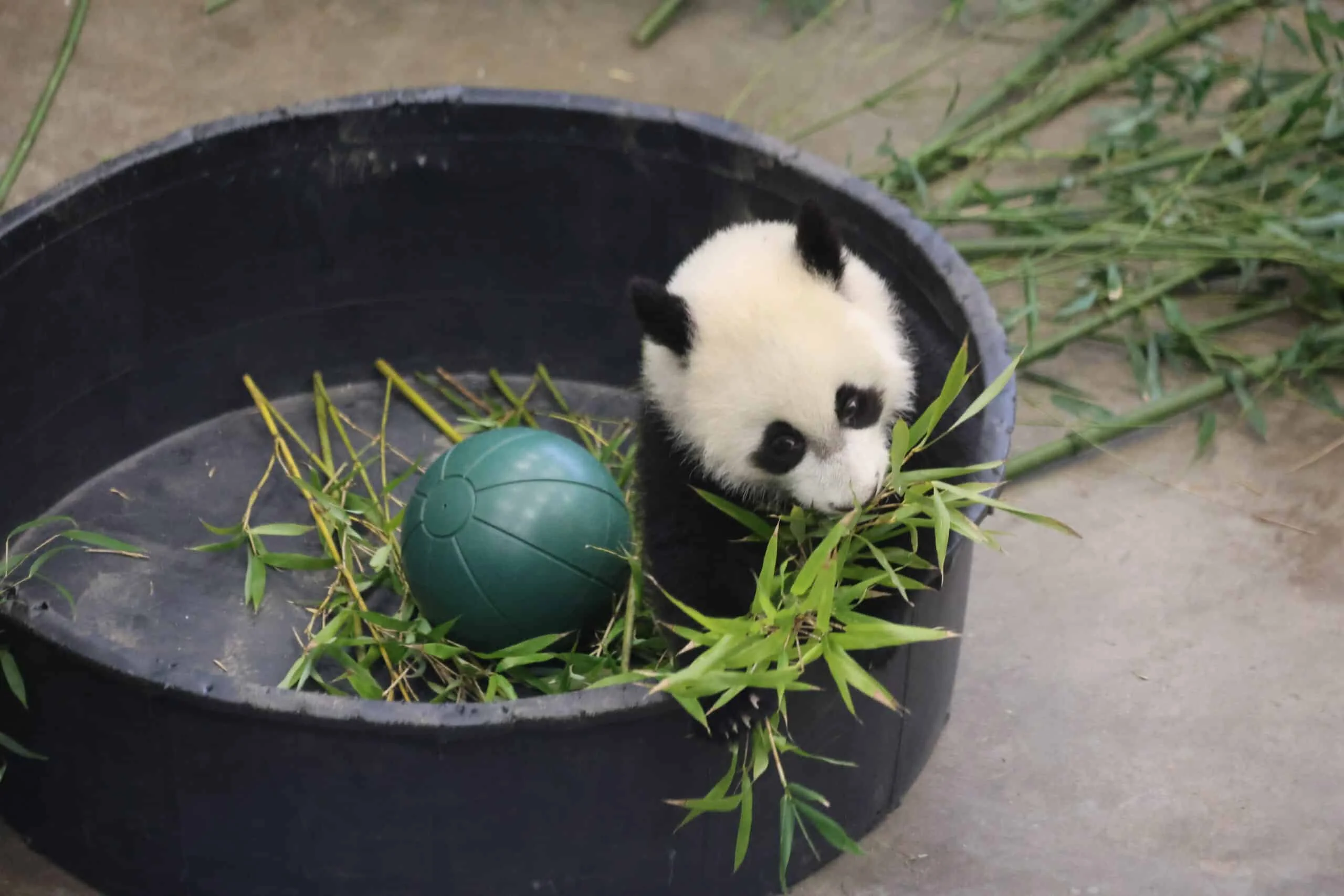 Ouwehands Dierenpark Rhenen