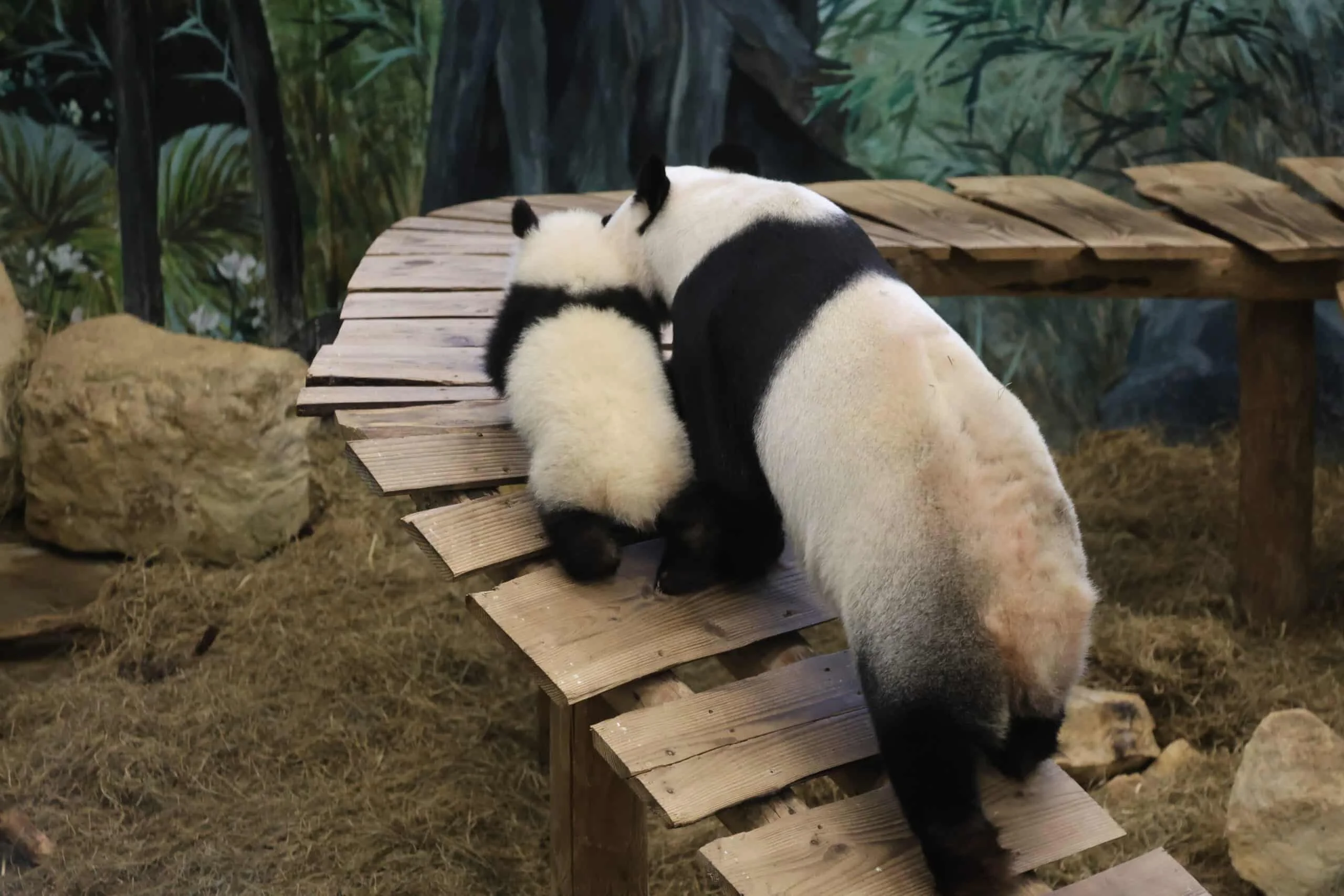 Ouwehands Dierenpark Rhenen