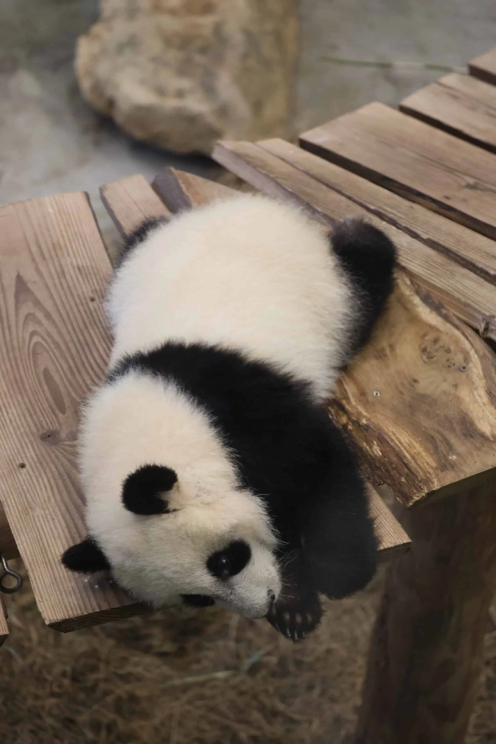 Ouwehands Dierenpark Rhenen