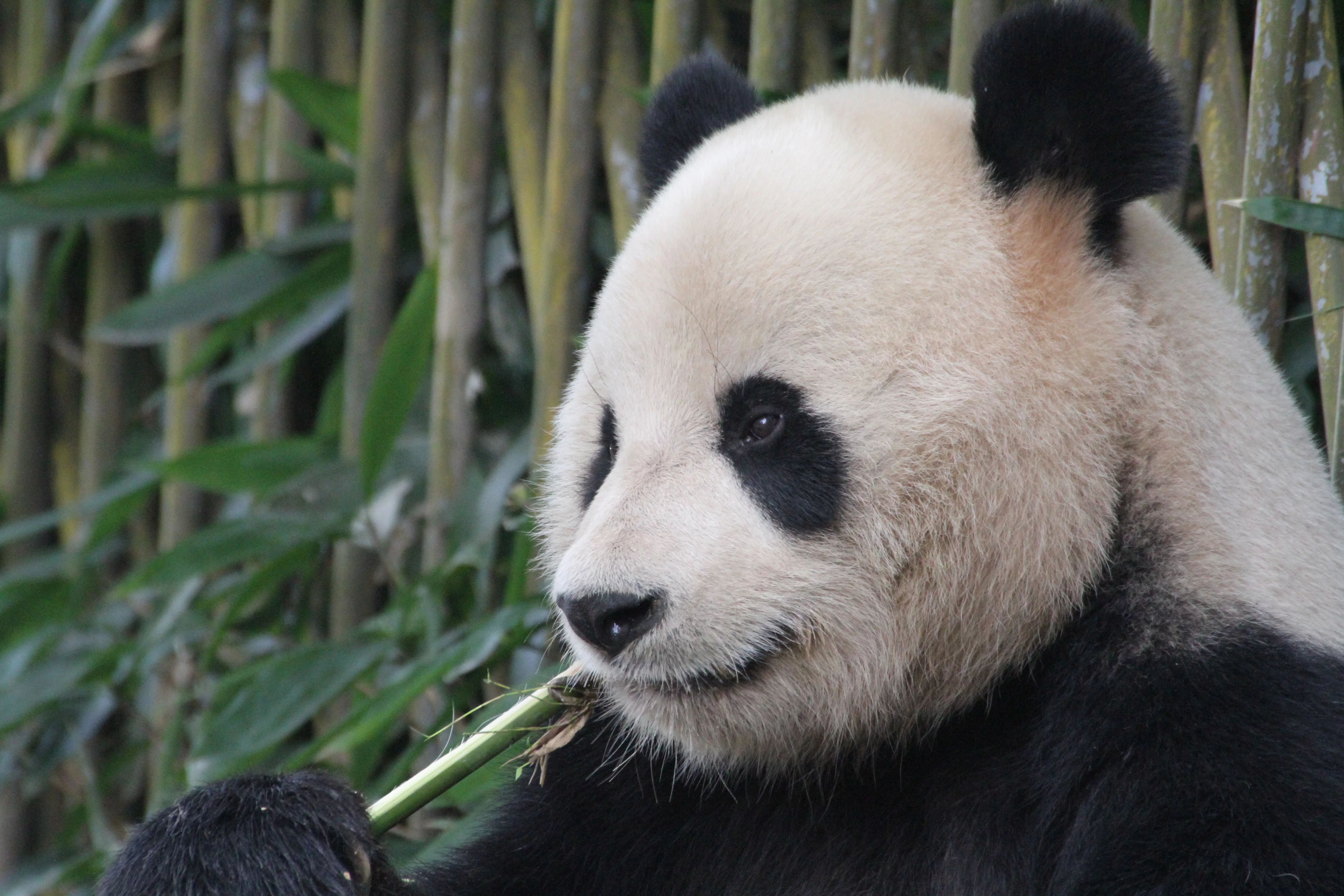 Shanghai Wild Animal Park