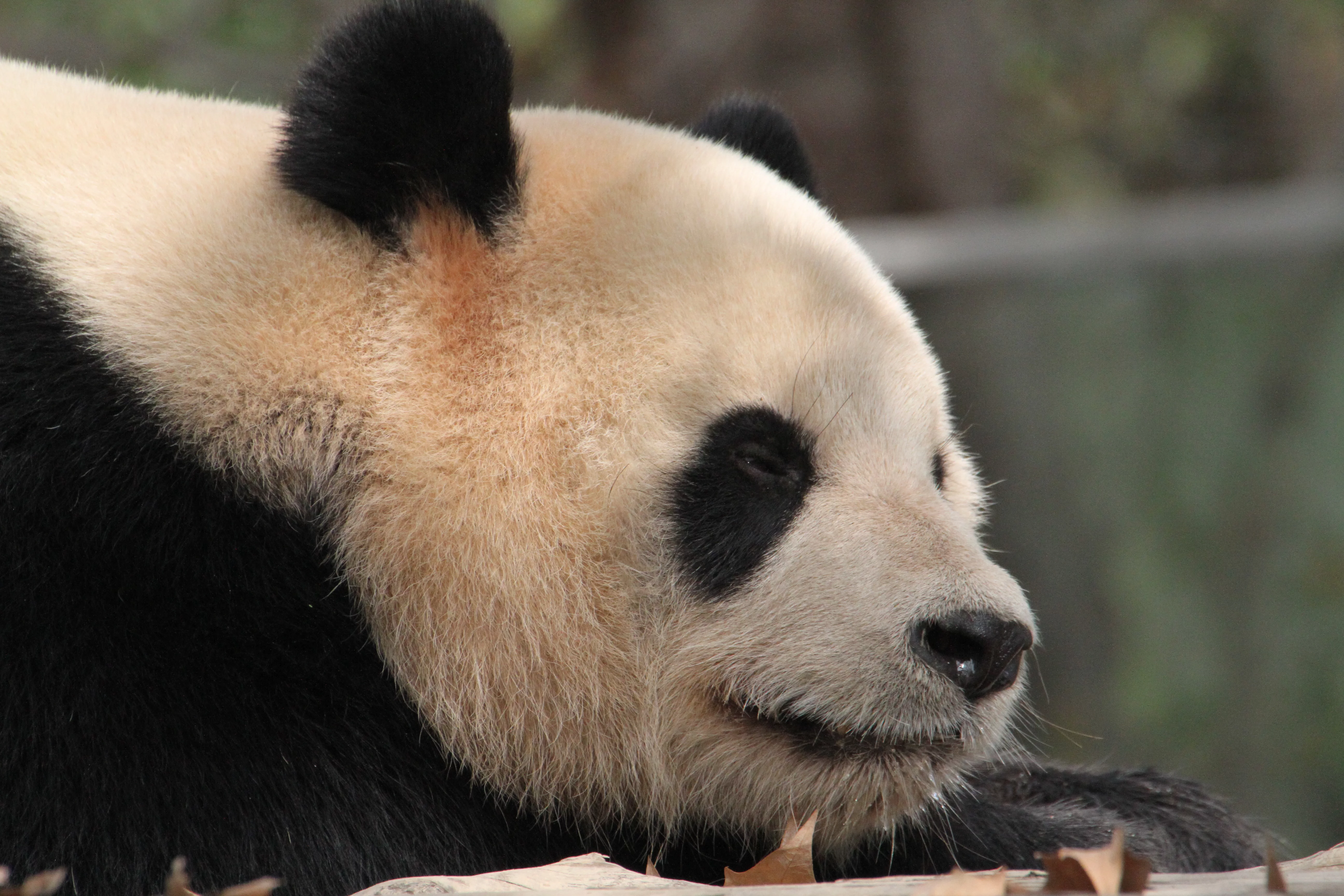 Shanghai Wild Animal Park