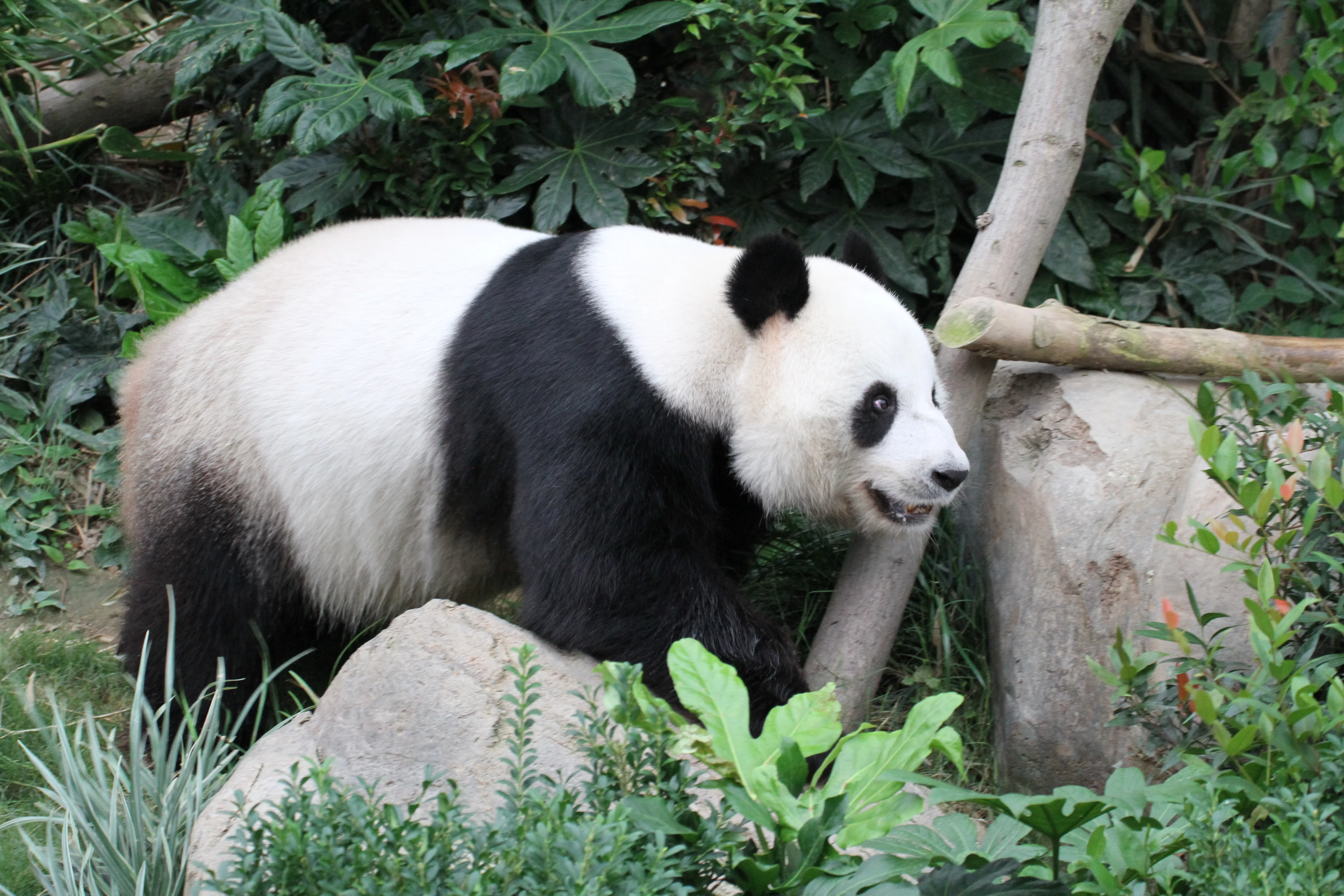 Ocean Park Hong Kong