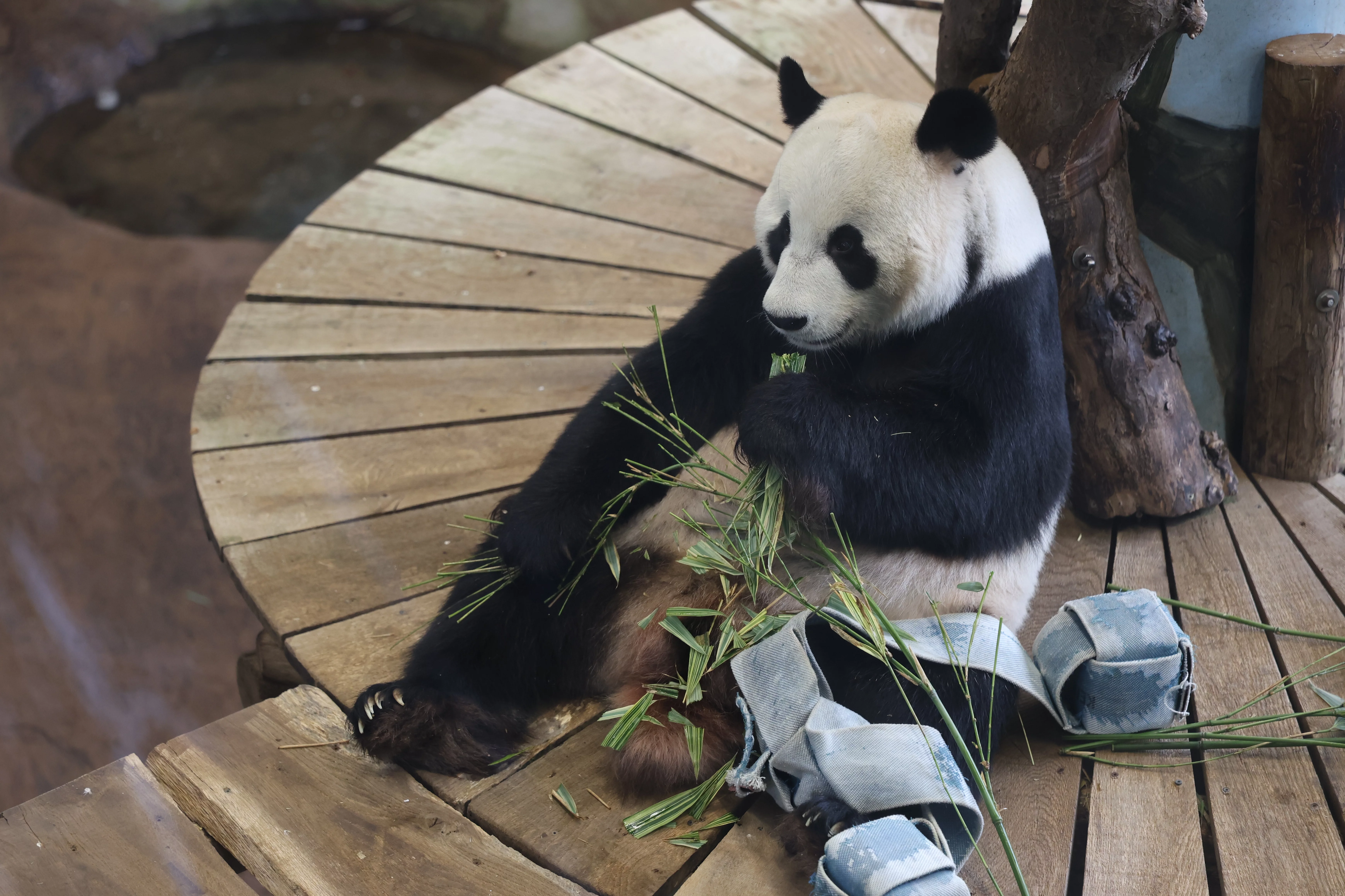 Ouwehands Dierenpark Rhenen