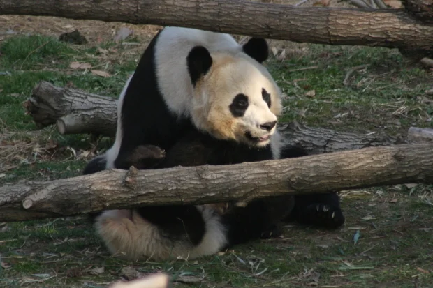 Mei Xiang Pregnancy Update