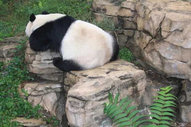 Mei Xiang is not pregnant