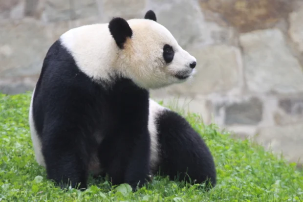 Panda Breeding Season Approaches @ National Zoo
