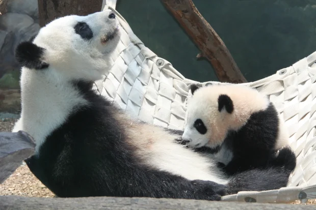 Po can stay with Lun Lun until he becomes 2,5 years old
