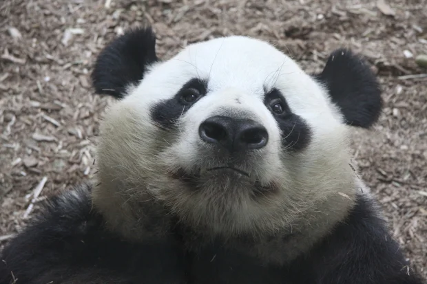 Weighing Zoo Atlanta&#039;s Pandas