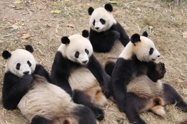 CRBGPB: Gong Zi, Huan Huan, Ying Ying &amp;amp; Yuan Zi