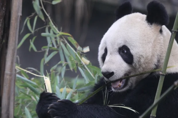 How Scotland landed the giant pandas