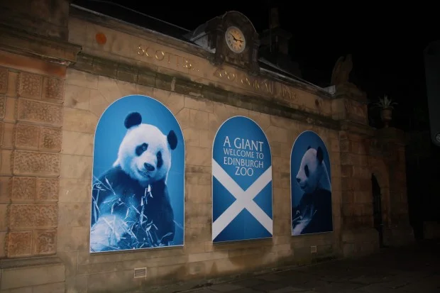One Year of Panda Magic in Scotland