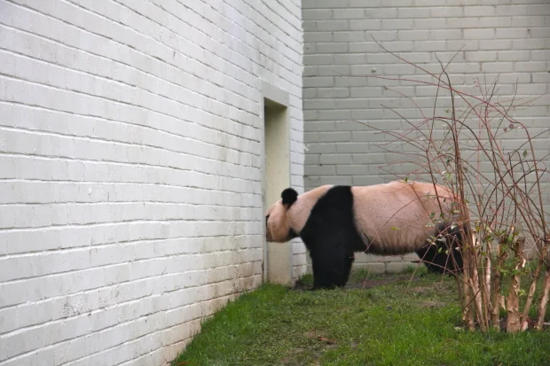 Sweetie Sizzles for Sunshine