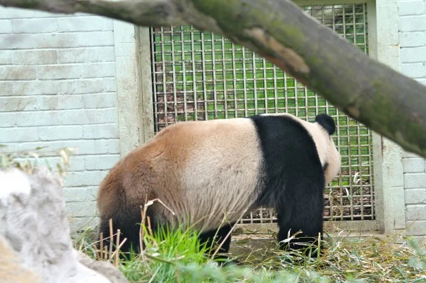 Tian Tian and Yang Guang are getting in the mood...