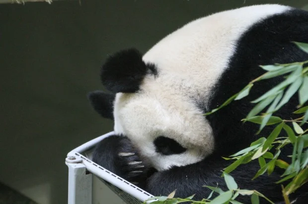 24-hour Panda Cub Watch Begins at Edinburgh Zoo