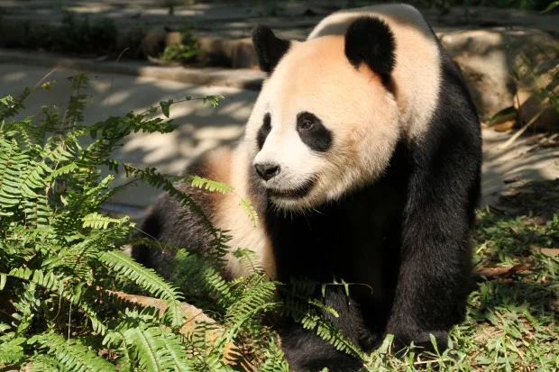 Ju Xiao gave birth to triplets