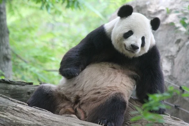 DC's giant panda cub is a male and sired by Tian Tian
