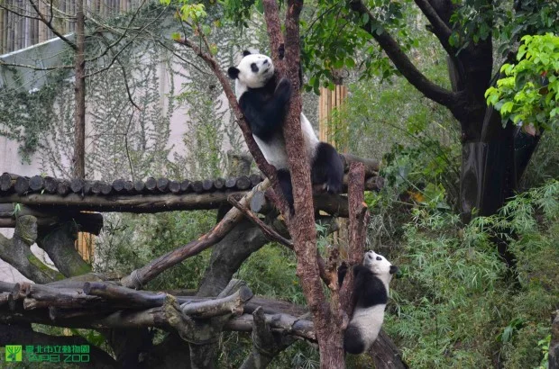 Yuan Zai explores the outside world in Taipei