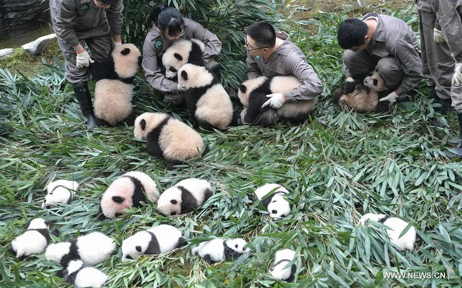 CCRCGP welcomed 42 panda cubs in 2017