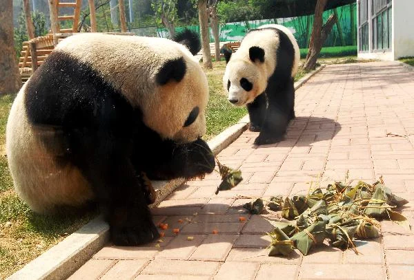 Nanshan Zoo pandas celebrate Dragon Boat Festival