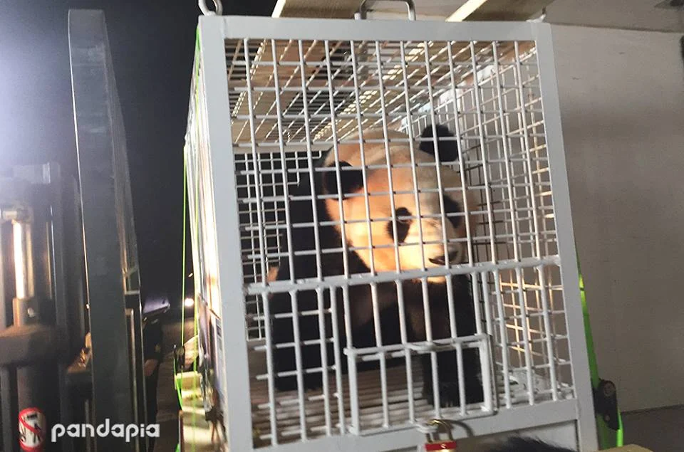 Three panda siblings from China return to Japan