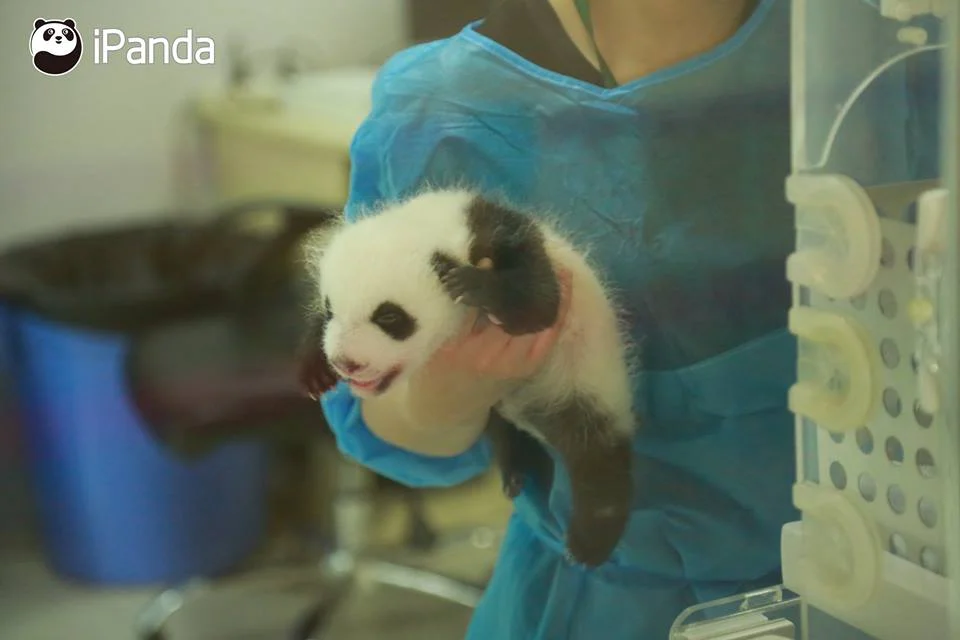 The first panda twins born in 2017