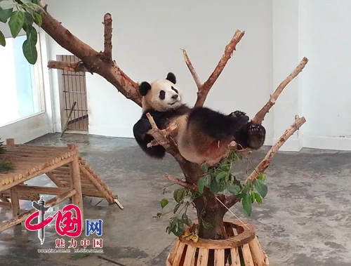 Na Na returns, Hao Hao moves to Langzhong