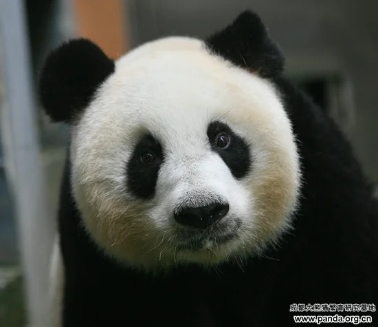 Metamorphosis of Long Long