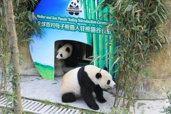 Qi Zhen &amp;amp; daughter moved to Panda Valley