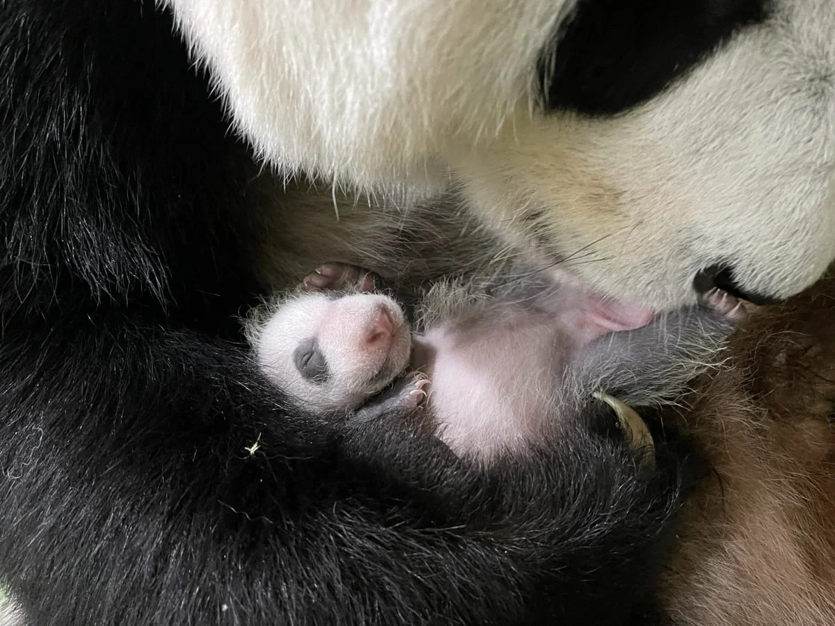 Singapore's cub is a boy