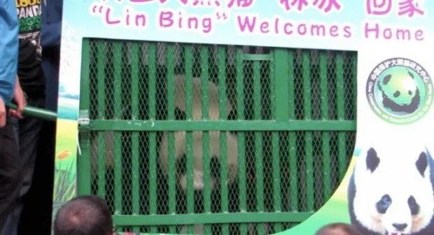 Welcome Home Lin Ping