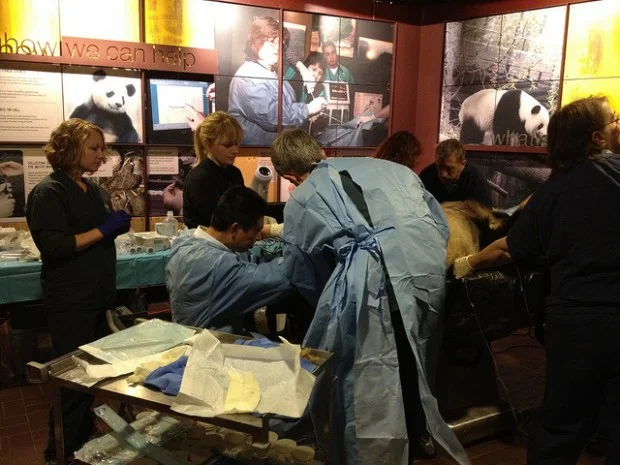 Artificial Insemination @ National Zoo