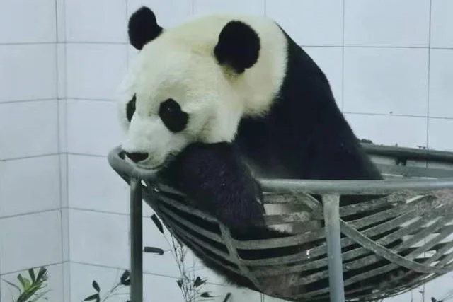 Bei Bei has settled in at the Ya'an Bi Feng Xia Base of CCRCGP