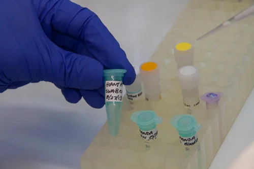 It's a girl and Tian Tian is the father