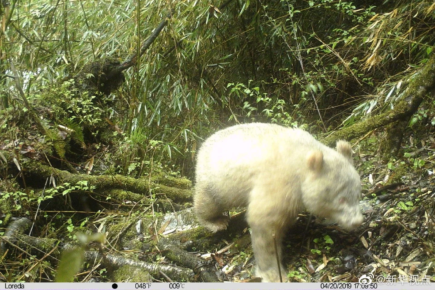 Rare all-white panda spotted in Wolong