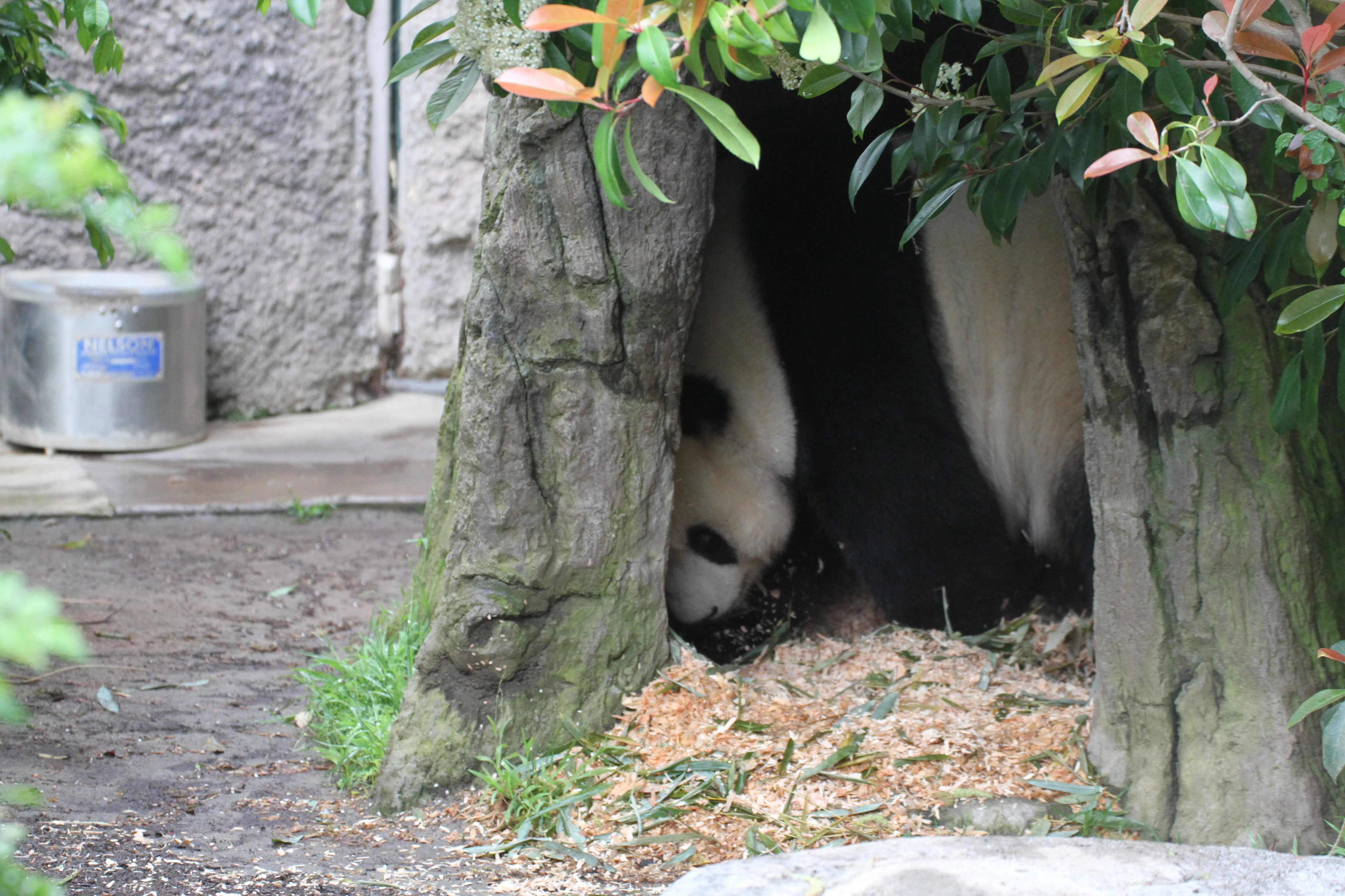 Tree Dens Play a Critical Role for Giant Panda Mothers Rearing Cubs