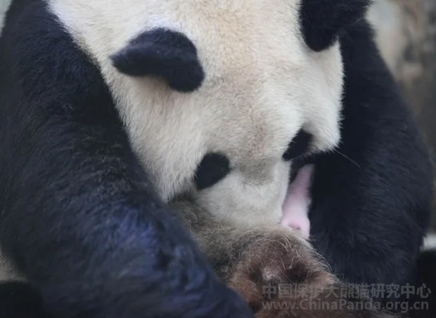 Hua Mei gives birth to a cub @ CCRCGP
