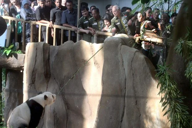 Feng Yi &amp;amp; Fu Wa were renamed Liang Liang &amp;amp; Xing Xing