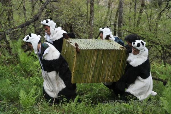 Tao Tao &amp;amp; Cao Cao moved to final training stage