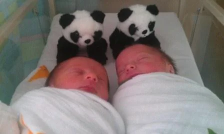 Pandas for Edinburgh 's babies