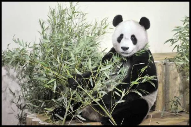 Tian Tian &amp; Yang Guang settled in well
