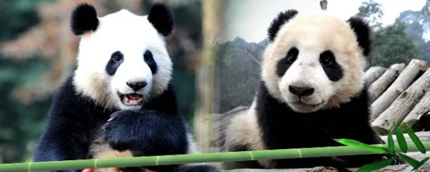 Singapores pandas named Kai Kai &amp;amp; Jia Jia